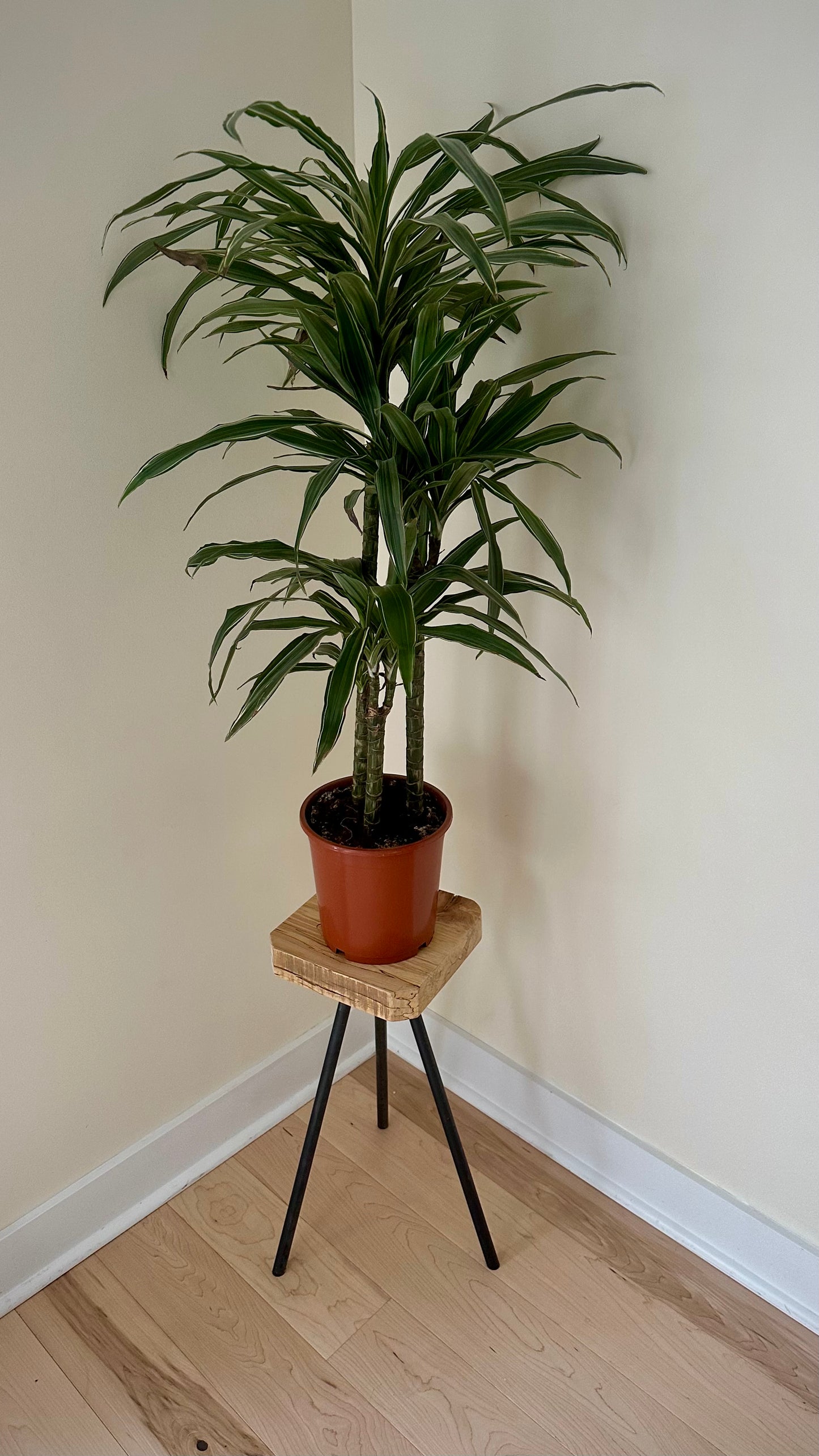 Wood side table / plant stand on steel tripod base