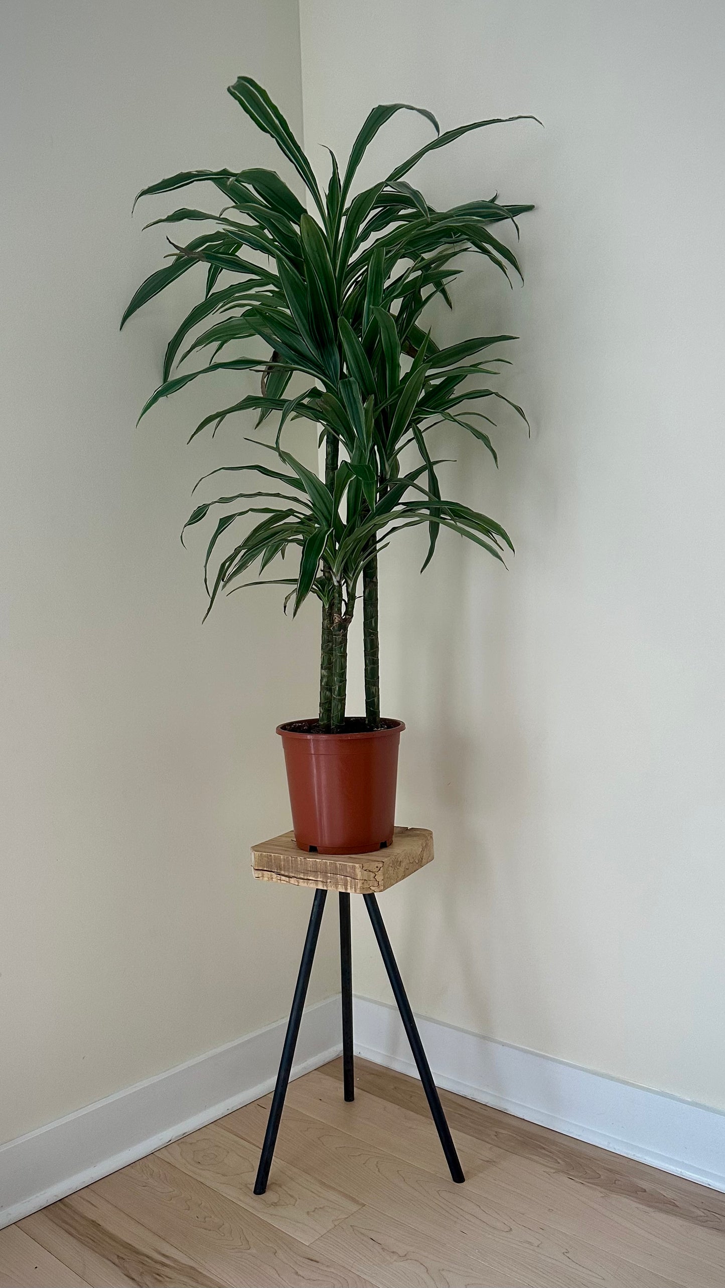 Wood side table / plant stand on steel tripod base